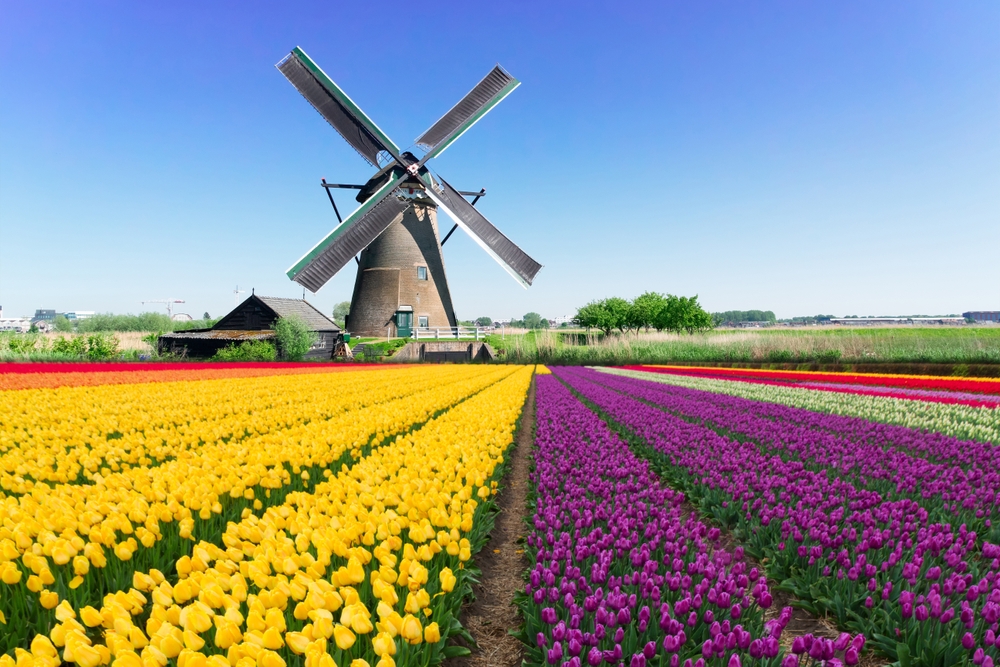 Windy Dutch Beer