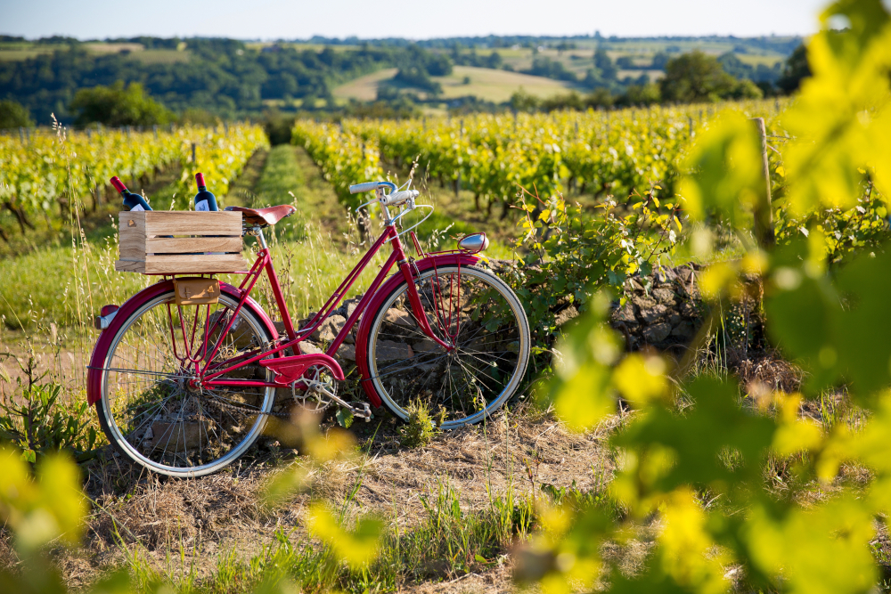 French Wine with Cookies Improves Bicycling and the Appetite